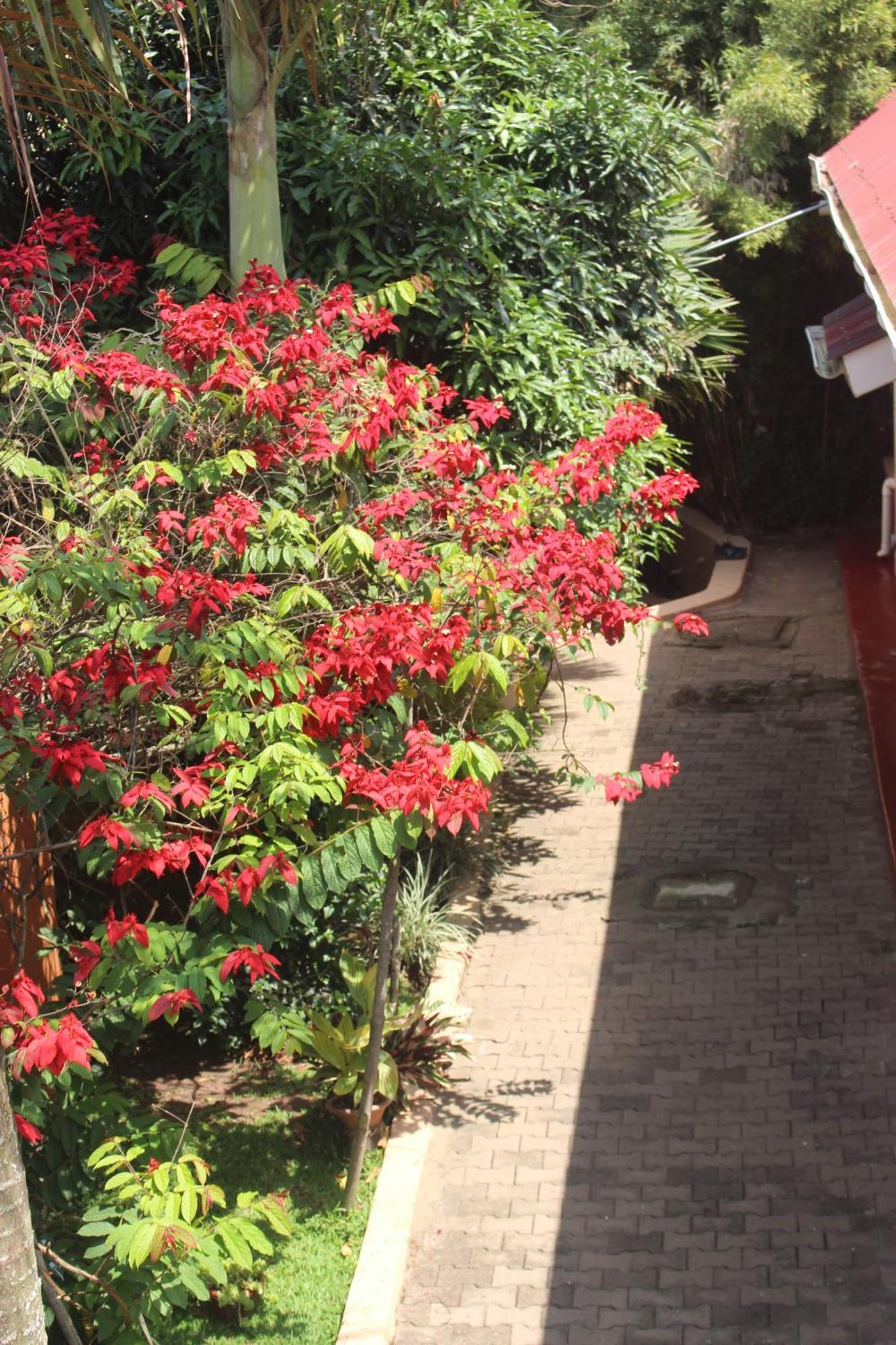 Montane Safaris Hotel Fort Portal ภายนอก รูปภาพ